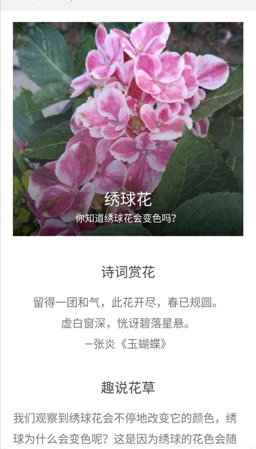 绣球鲜花花语（绣球花束的花语）-第5张图片-花花知道网