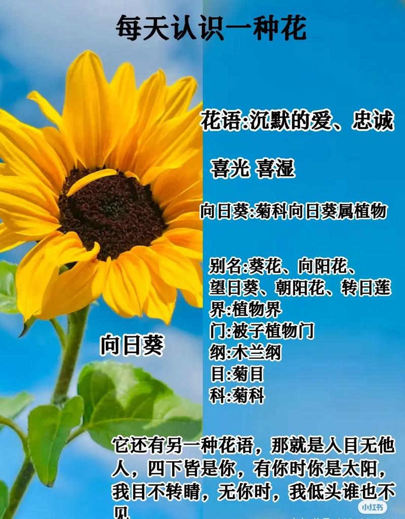 鲜花花语大全寓意带图片（鲜花的寓意是什么意思）-第1张图片-花花知道网