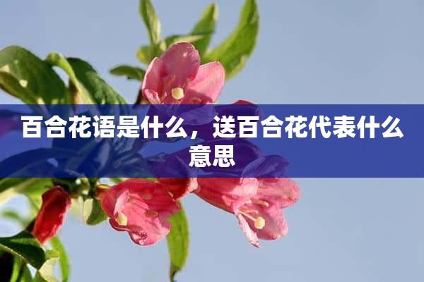 12束鲜花的寓意（花束12朵什么意思）-第6张图片-花花知道网