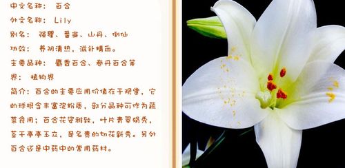 百合鲜花花语（百合花花语代表什么花语）-第2张图片-花花知道网