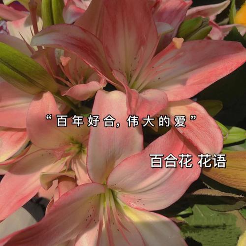 百合鲜花花语（百合花花语代表什么花语）-第3张图片-花花知道网