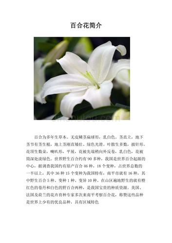 百合鲜花花语（百合花花语代表什么花语）-第7张图片-花花知道网