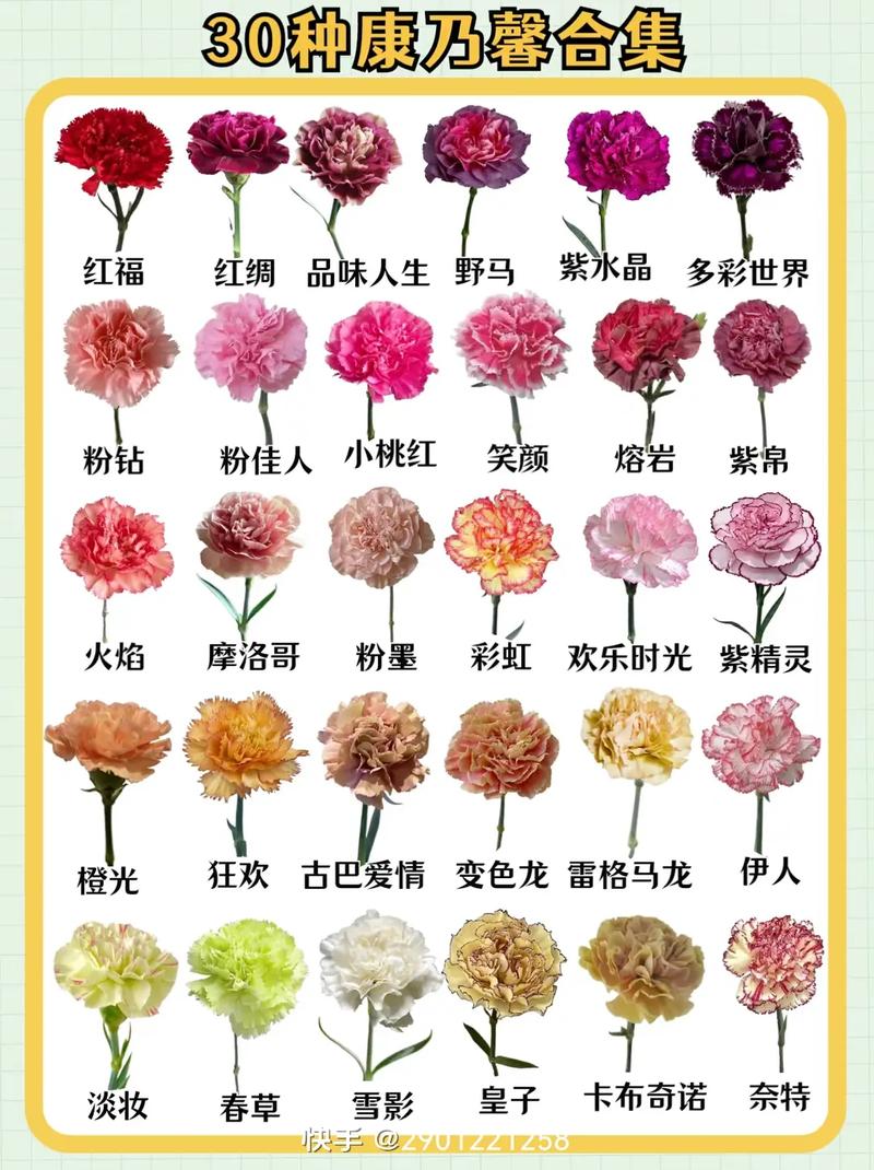 33朵康乃馨鲜花花束寓意（康乃馨3朵小花束图片）-第4张图片-花花知道网