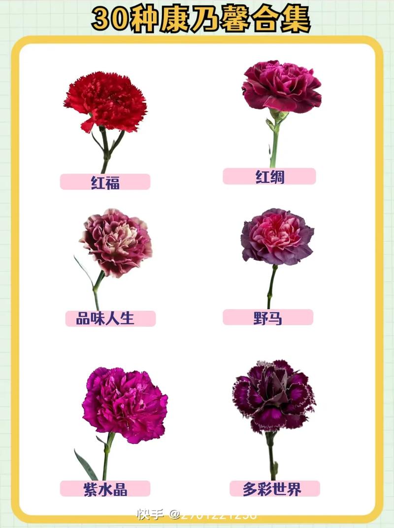 33朵康乃馨鲜花花束寓意（康乃馨3朵小花束图片）-第7张图片-花花知道网