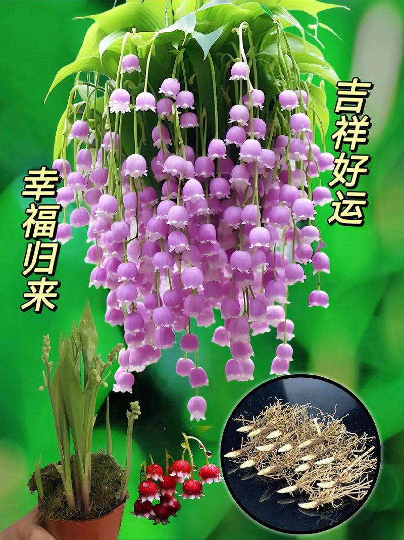 20种鲜花寓意（鲜花象征）-第1张图片-花花知道网