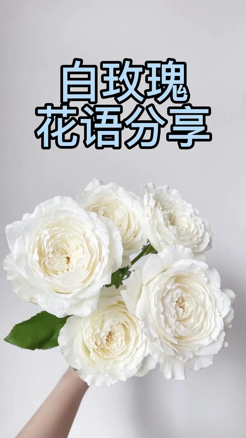 66朵白玫瑰鲜花寓意（6朵白玫瑰的花语是什么意思）-第3张图片-花花知道网