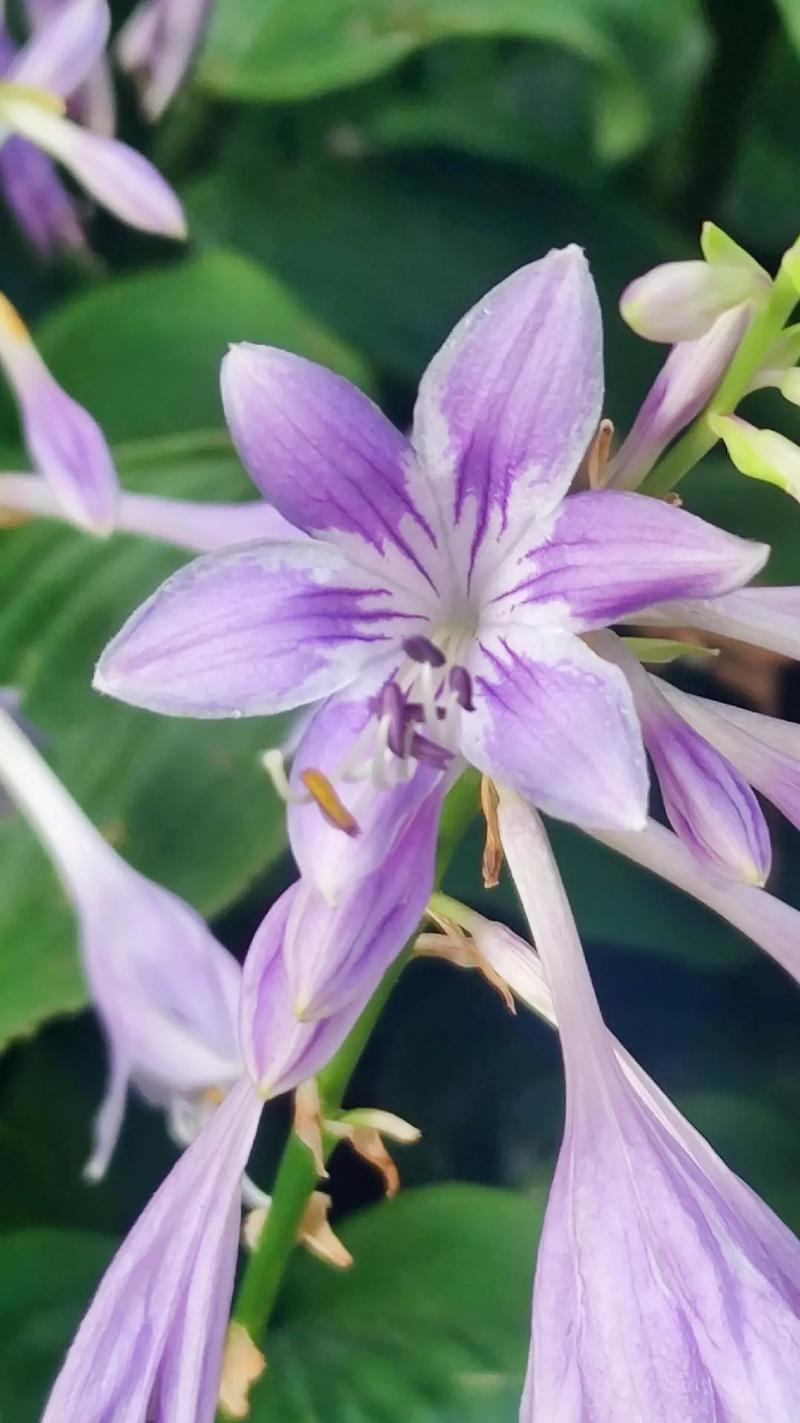 通俗易懂的鲜花花语（鲜花花语经典句子）-第5张图片-花花知道网