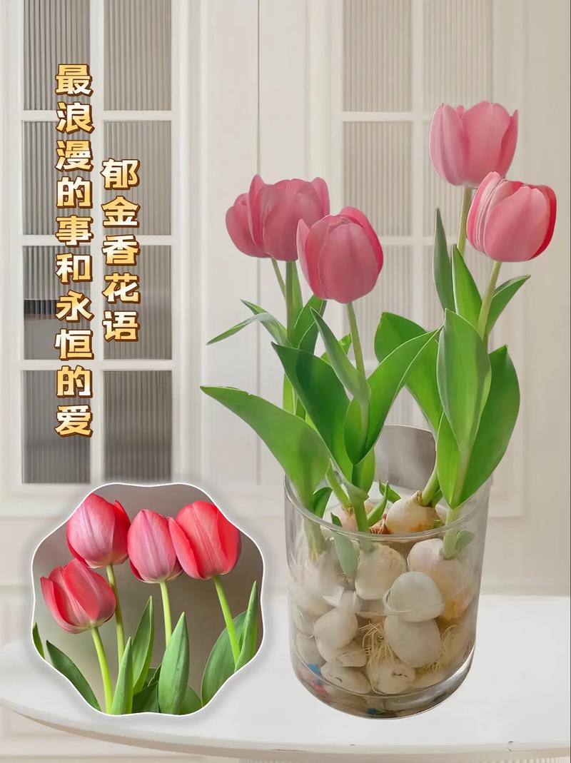 5朵郁金香鲜花束的寓意（郁金香花束代表什么）-第3张图片-花花知道网