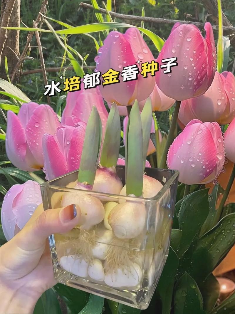 5朵郁金香鲜花束的寓意（郁金香花束代表什么）-第4张图片-花花知道网