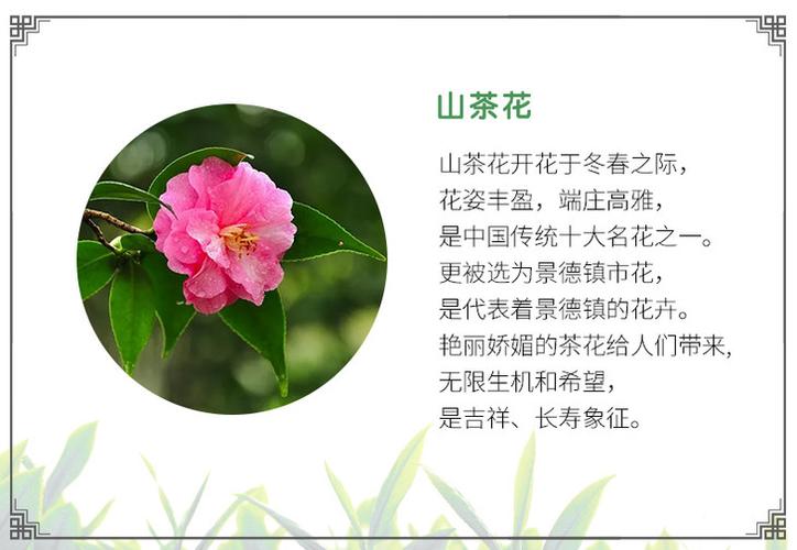 傲梅鲜花花语（傲梅官方网站）-第1张图片-花花知道网