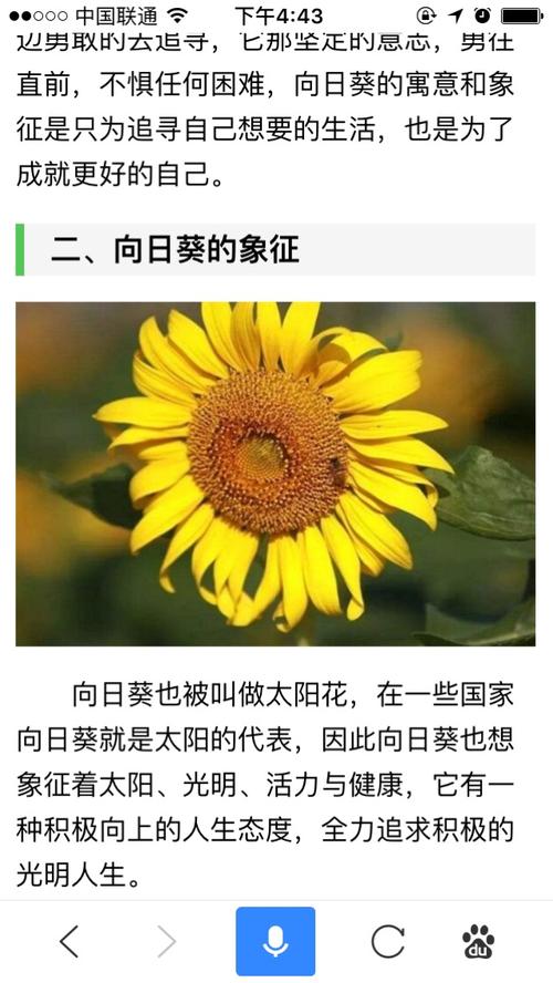 9朵鲜花什么寓意好看呢（九朵鲜花）-第4张图片-花花知道网