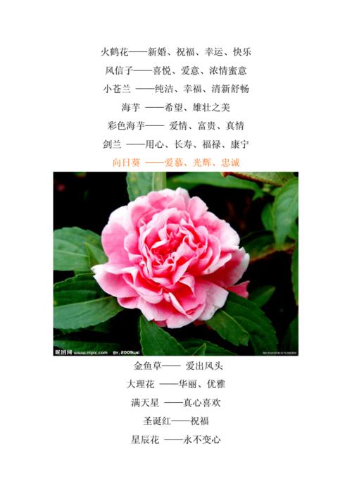 鲜花花语大全带图片（鲜花花语大全带图片和花名）-第1张图片-花花知道网