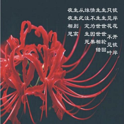 鲜花花语大全带图片（鲜花花语大全带图片和花名）-第2张图片-花花知道网