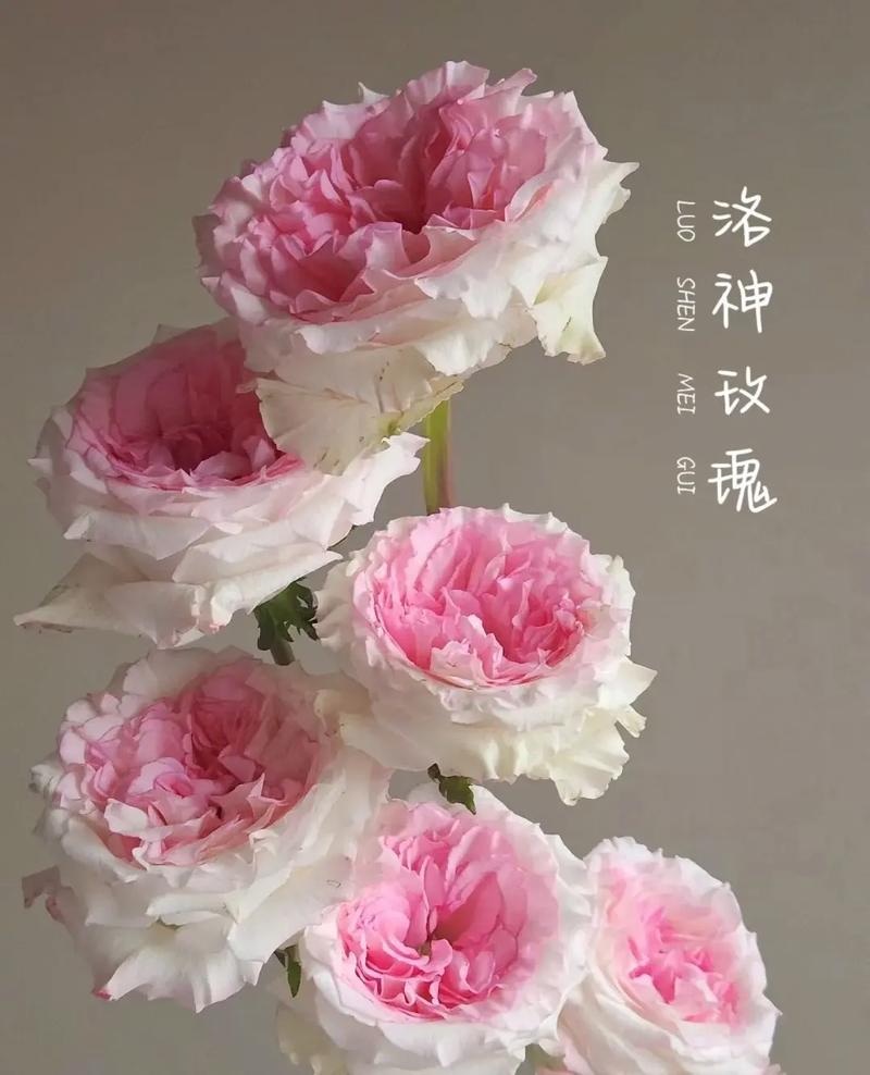 洛神鲜花花语是什么（洛神 鲜花）-第6张图片-花花知道网