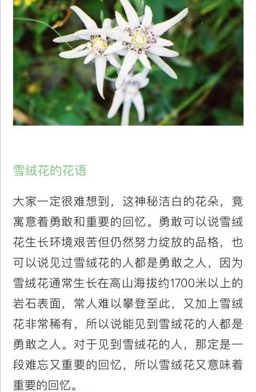 冬天鲜花花语（成都滨河社区卫生服务站）-第1张图片-花花知道网