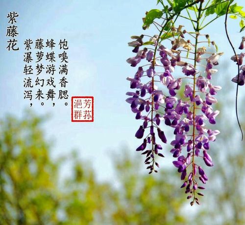 紫藤鲜花花语（紫藤花花语是什么意思）-第2张图片-花花知道网