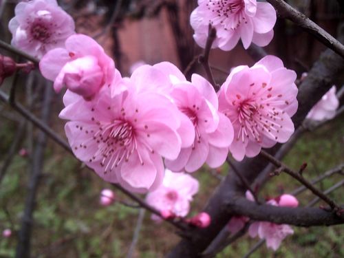 春日鲜花花语（春日的花有哪些）-第1张图片-花花知道网