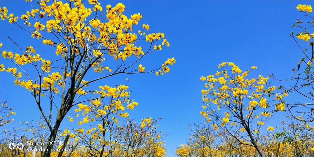 鲜花风铃花花语（风铃花话花语）-第3张图片-花花知道网