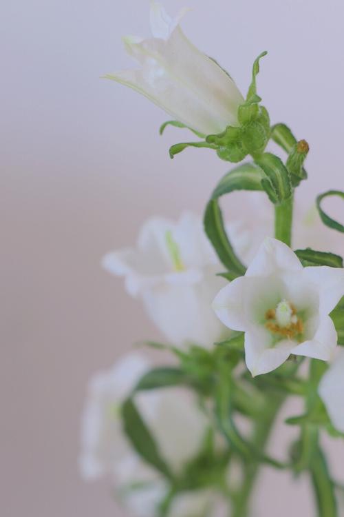 鲜花风铃花花语（风铃花话花语）-第4张图片-花花知道网