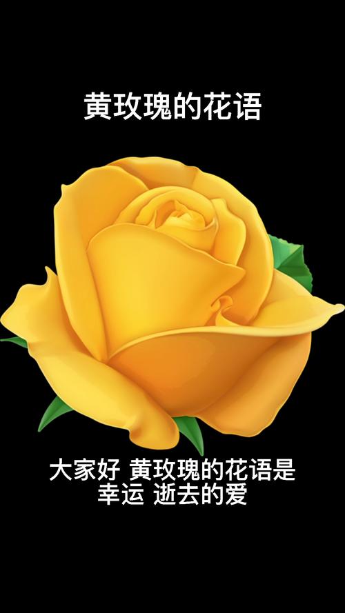 11朵黄玫瑰鲜花寓意着什么（11朵黄玫瑰花语是什么）-第4张图片-花花知道网