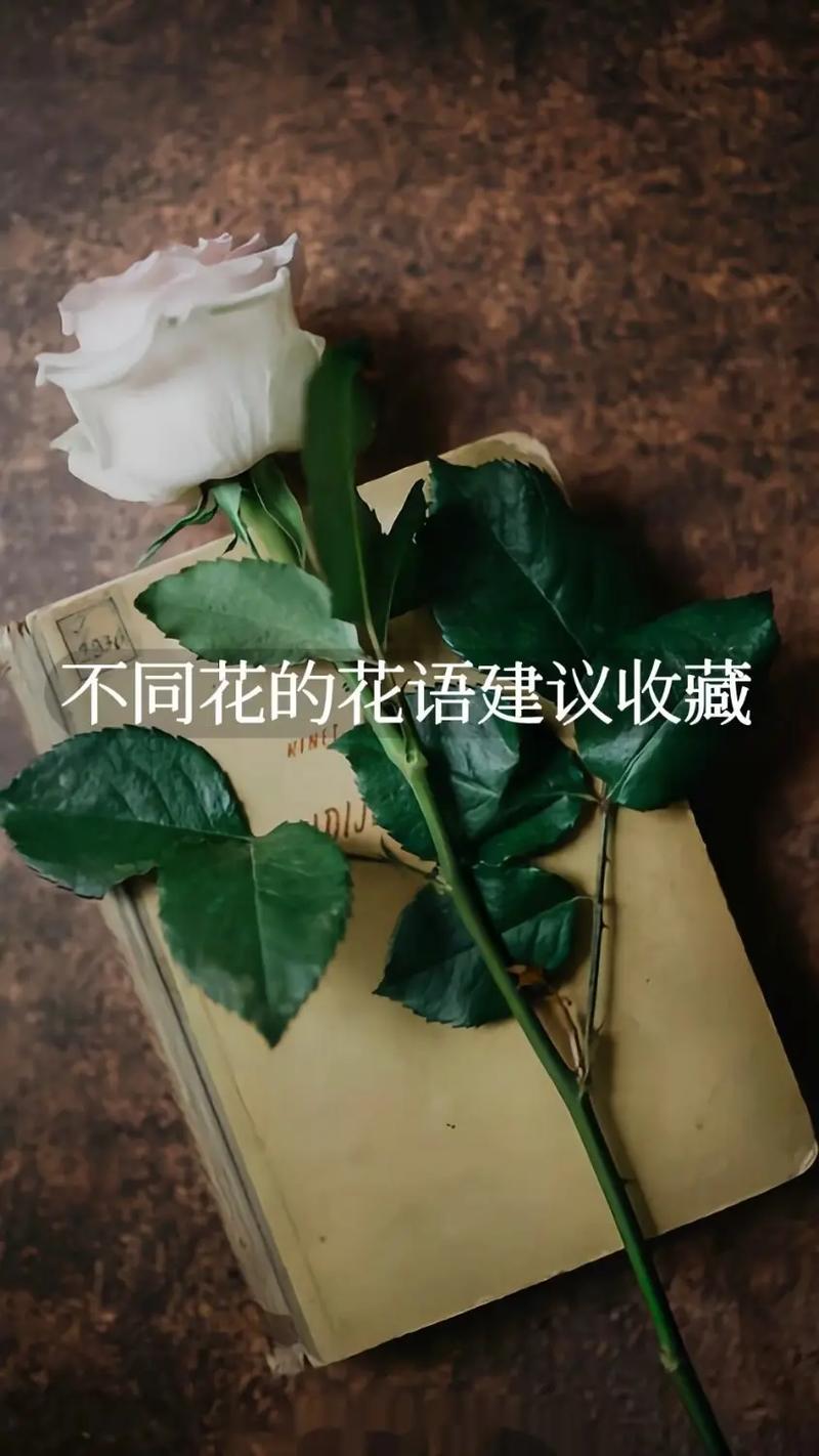 暗恋鲜花花语（适合暗恋的花语）-第1张图片-花花知道网