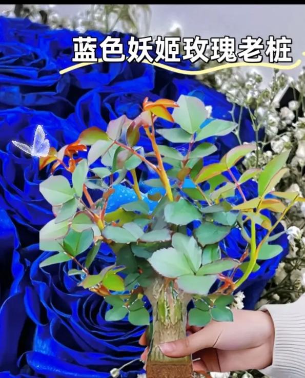 19朵蓝色妖姬鲜花寓意（19朵蓝色妖姬的花语）-第7张图片-花花知道网