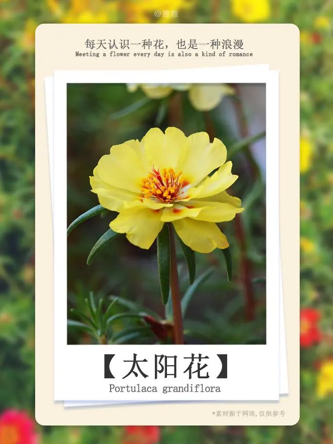 五月鲜花花语（五月鲜花花语大全）-第4张图片-花花知道网