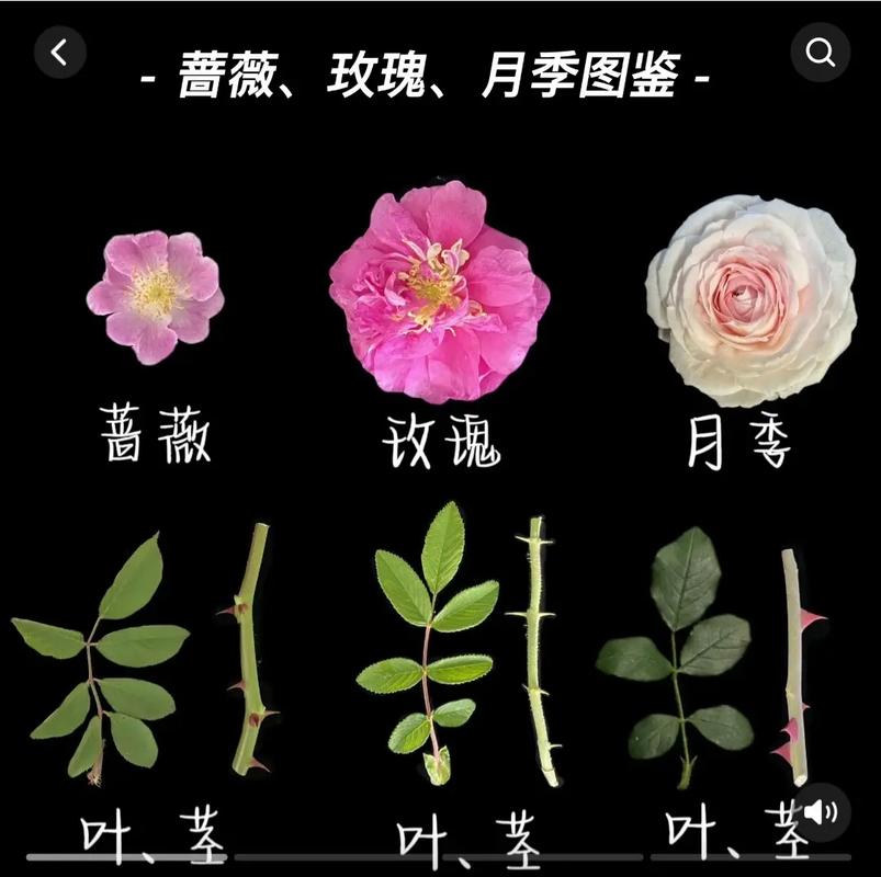 深圳鲜花花语（深圳节日鲜花）-第3张图片-花花知道网