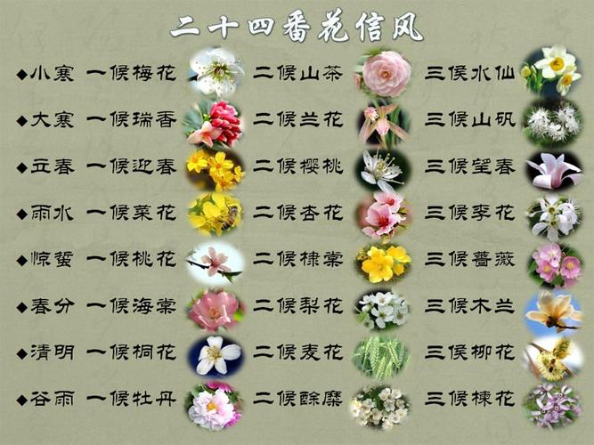 鲜花花束加花语（鲜花花束发朋友圈说说）-第3张图片-花花知道网