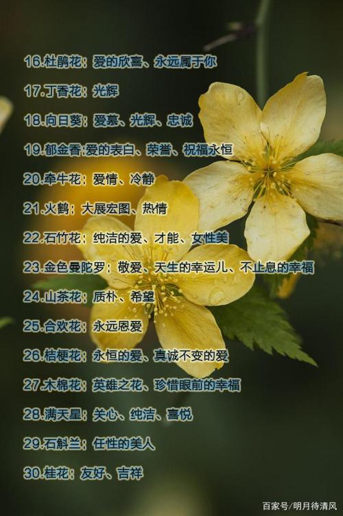 同事友谊的鲜花花语的简单介绍-第2张图片-花花知道网