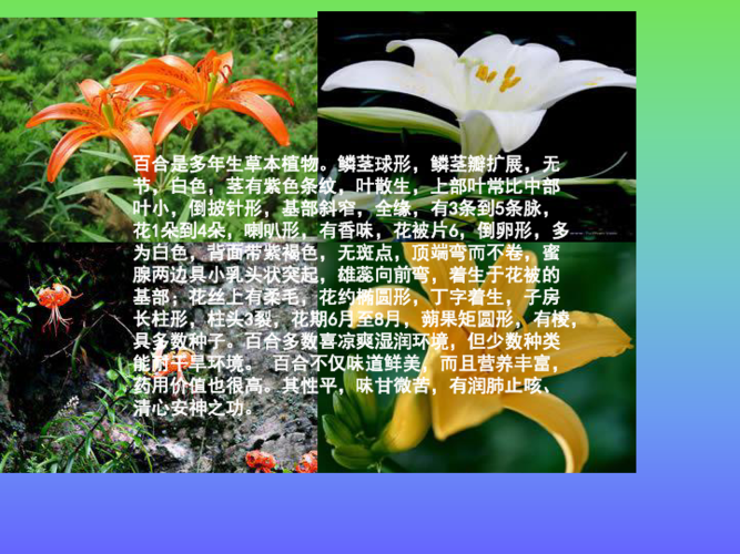 33朵白百合鲜花花束寓意（33朵百合花语是什么意思）-第1张图片-花花知道网