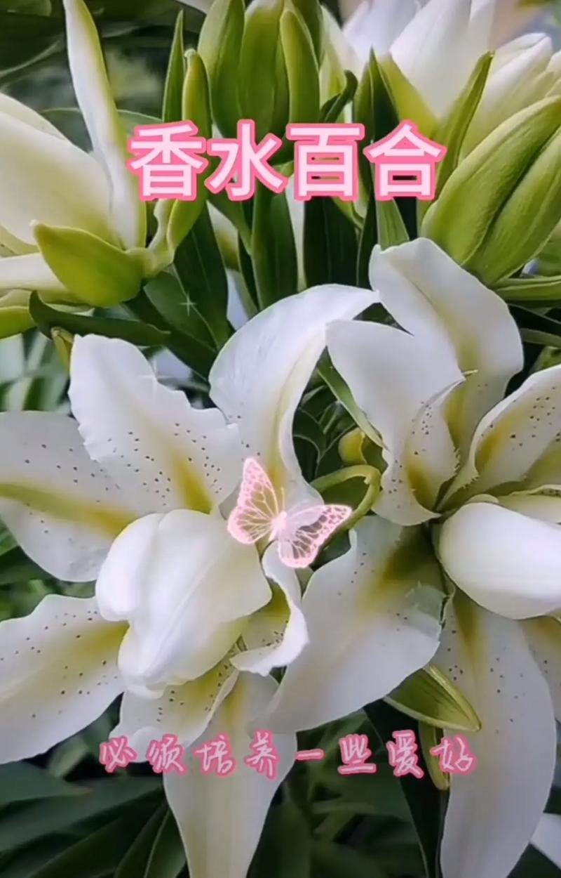 33朵白百合鲜花花束寓意（33朵百合花语是什么意思）-第3张图片-花花知道网