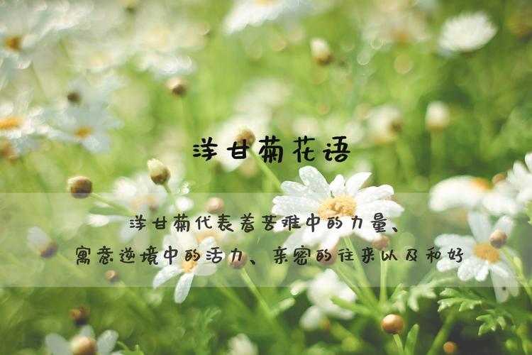 杨干菊鲜花花语（杨菊怎么养）-第2张图片-花花知道网