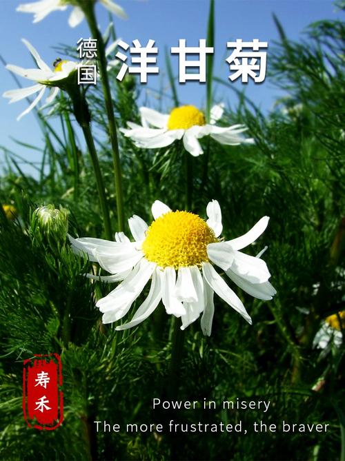 杨干菊鲜花花语（杨菊怎么养）-第4张图片-花花知道网