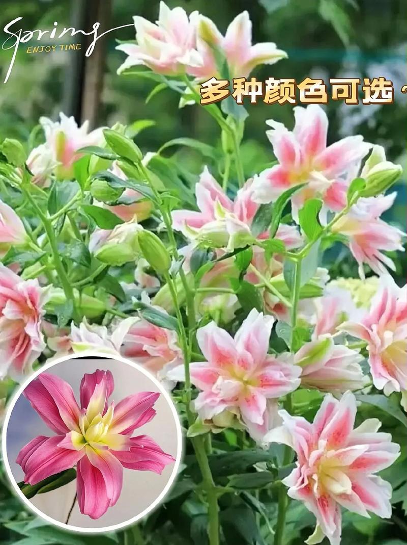 11朵小香风鲜花的寓意（小香风花束）-第4张图片-花花知道网