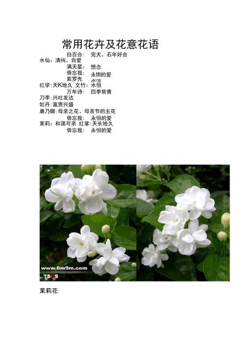 鲜花花草花语（鲜花花语及禁忌）-第5张图片-花花知道网