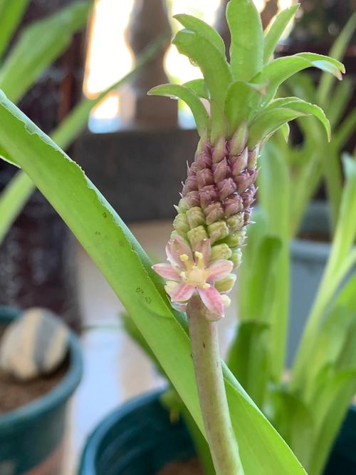 菠萝鲜花花语（菠萝花的图案）-第1张图片-花花知道网