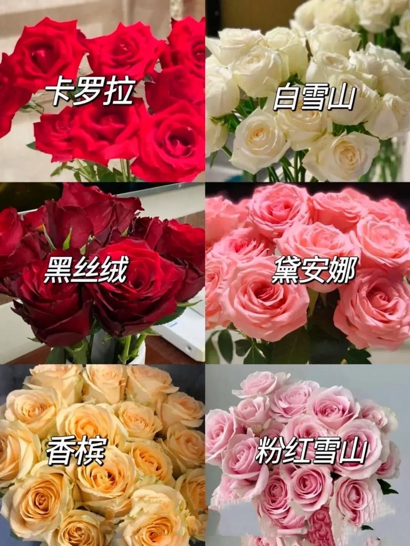 6朵红玫瑰鲜花寓意（6朵红玫瑰的含义）-第2张图片-花花知道网