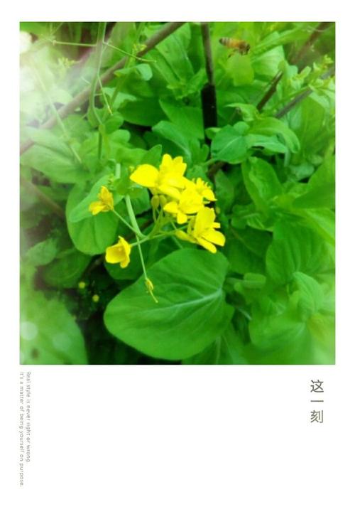 白菜鲜花花语（大白菜花语）-第1张图片-花花知道网