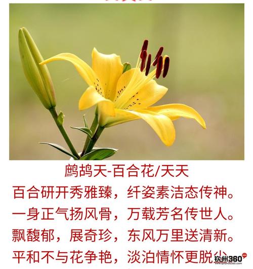 9朵香水百合鲜花寓意（10朵香水百合花语）-第4张图片-花花知道网