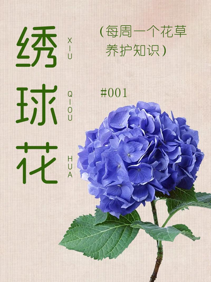 鲜花花束绣球的花语和寓意（各种绣球花花语）-第1张图片-花花知道网