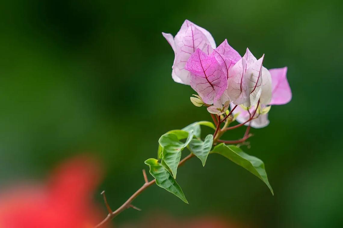 鲜花花语坚韧（花语大全坚强勇敢）-第5张图片-花花知道网