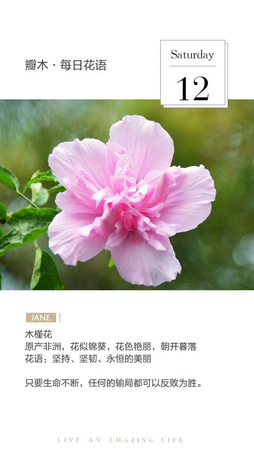 鲜花花语坚韧（花语大全坚强勇敢）-第6张图片-花花知道网