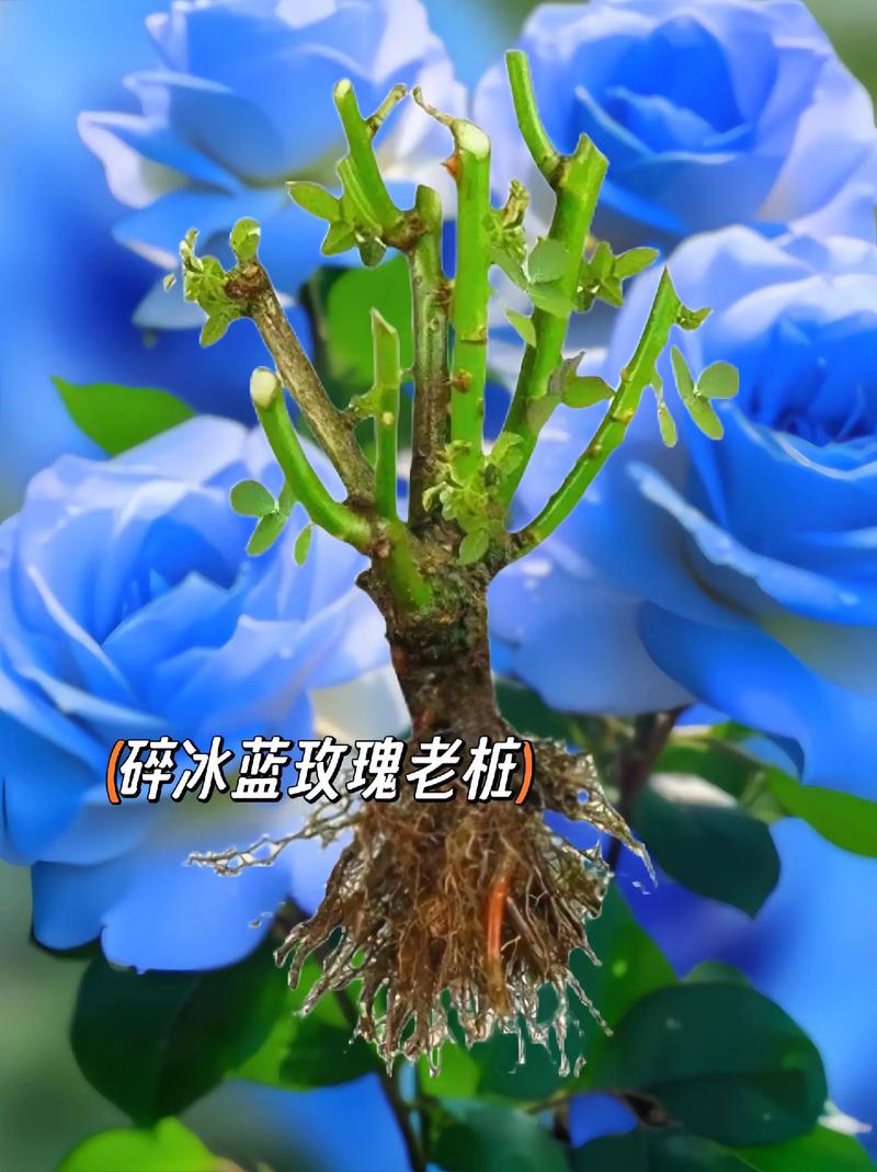 11只星辰大海鲜花花语（星辰大海玫瑰花）-第6张图片-花花知道网