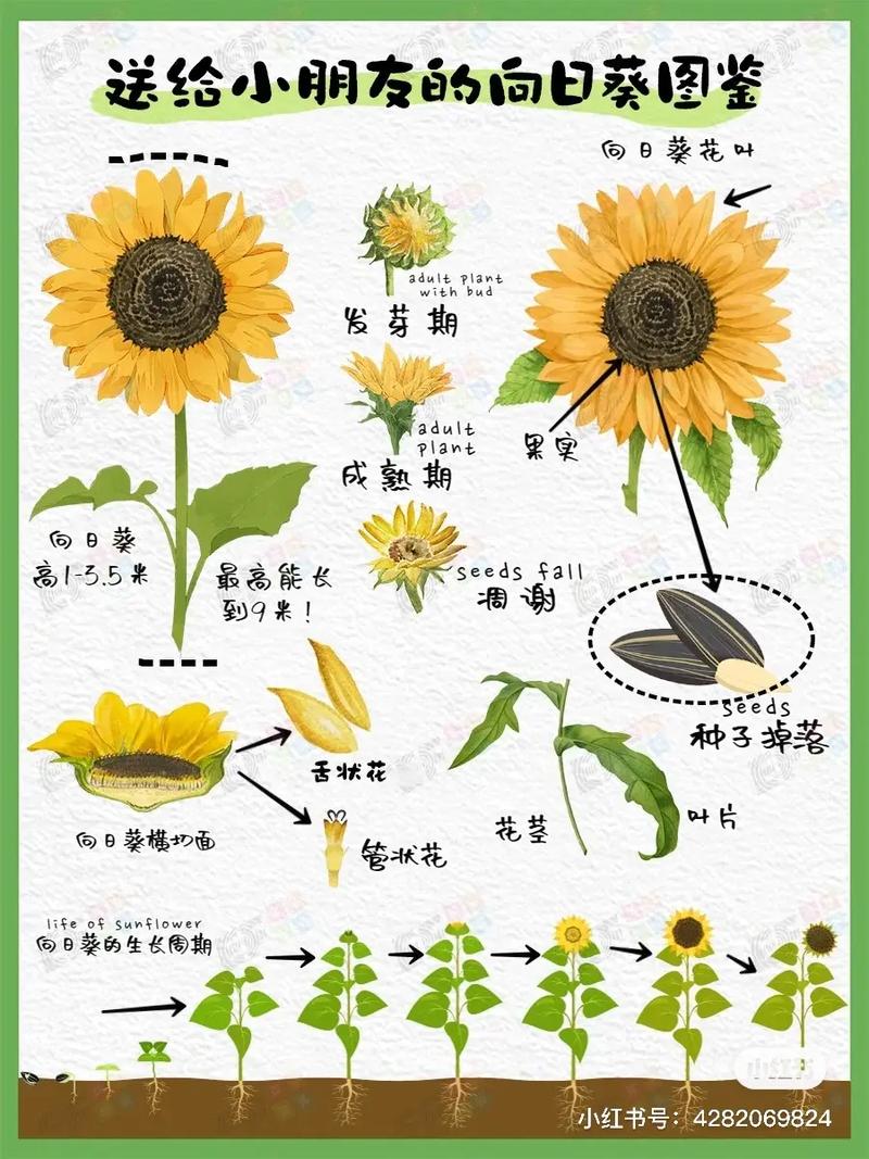 30支鲜花寓意（鲜花33支代表什么）-第1张图片-花花知道网