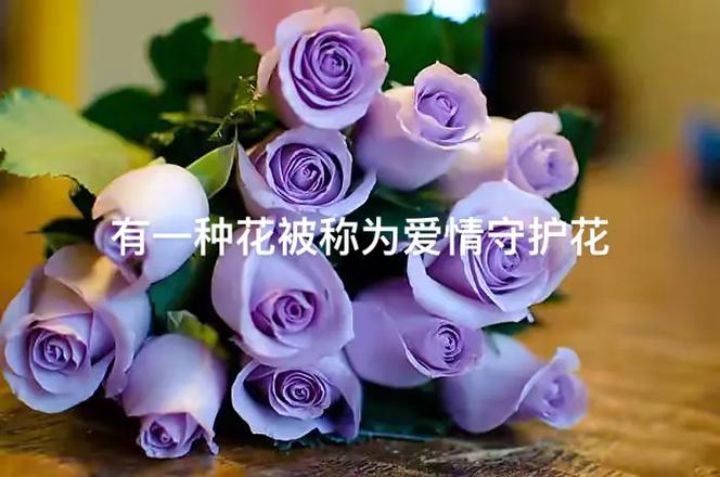 6朵玫瑰鲜花花束寓意是什么（6朵玫瑰代表什么意思玫瑰花）-第4张图片-花花知道网