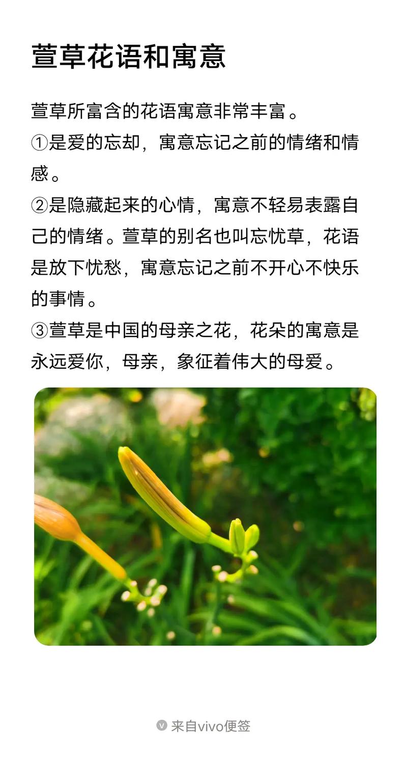 母亲鲜花花语（母亲节鲜花寓意）-第6张图片-花花知道网