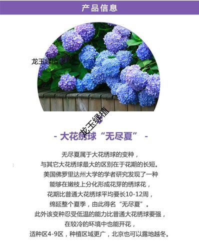 鲜花花束绣球花语和寓意（鲜花绣球的养护方法）-第4张图片-花花知道网