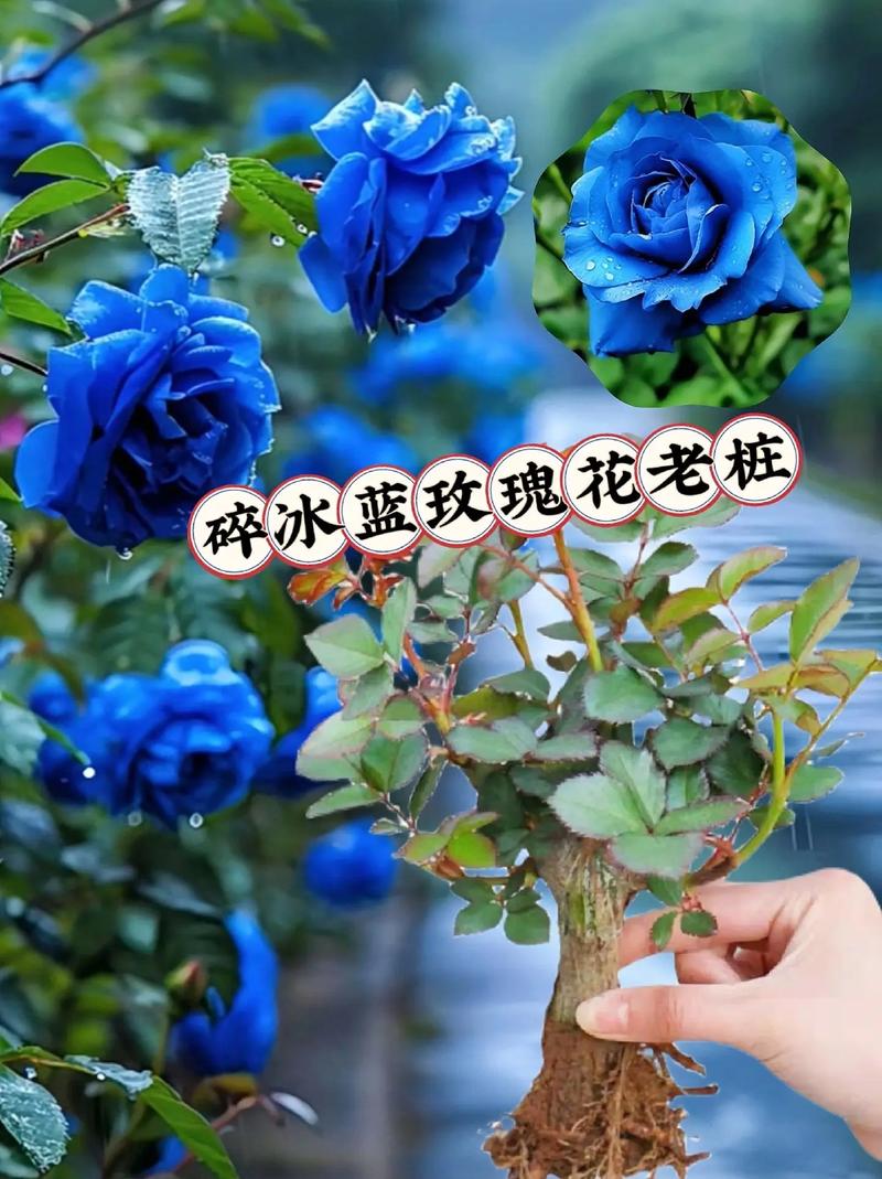 蓝色鲜花花语（蓝色鲜花都有什么品种）-第2张图片-花花知道网