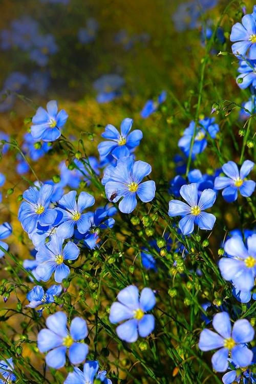 蓝色鲜花花语（蓝色鲜花都有什么品种）-第3张图片-花花知道网